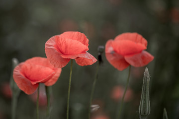 Flowers Red poppies bloom in the wild field. Beautiful field red poppies with selective focus, soft light. Natural Drugs - Opium Poppy. Glade of red wildflowers