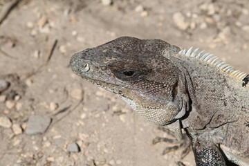 island land iguana