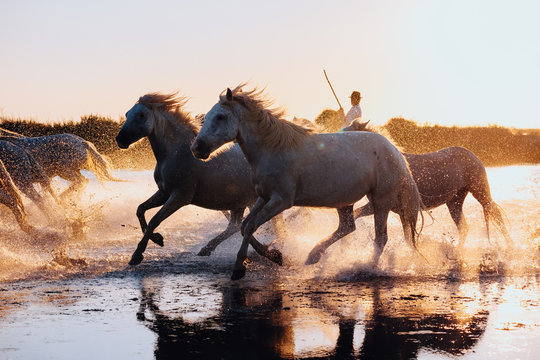 Camargue White Horses running on water at sunset