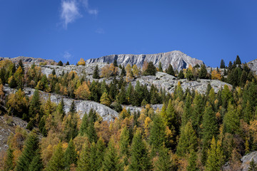 Felswand mit Bäumen Riederalp, Walli, Schweiz
