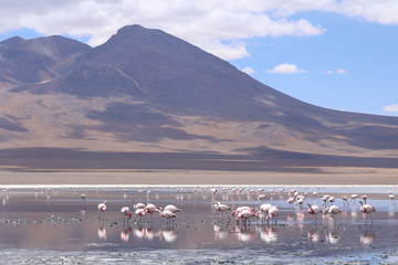 Fototapeta na wymiar flock of flamingos