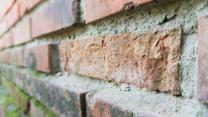 red brick wall with moss closeup