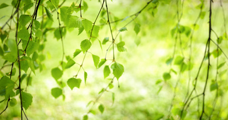Obraz premium Light green natural background with young leaves of birch in the sunlight outdoors with a soft focus.