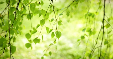 Photo sur Plexiglas Bouleau Fond naturel vert clair avec de jeunes feuilles de bouleau au soleil à l& 39 extérieur avec un flou artistique.