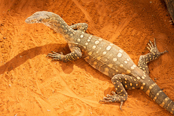 Perentie also known as a Varanus giganteus