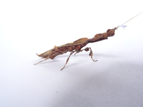 modliszka liściogłowa