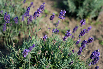 Lavandula angustifolia flowers in the garden