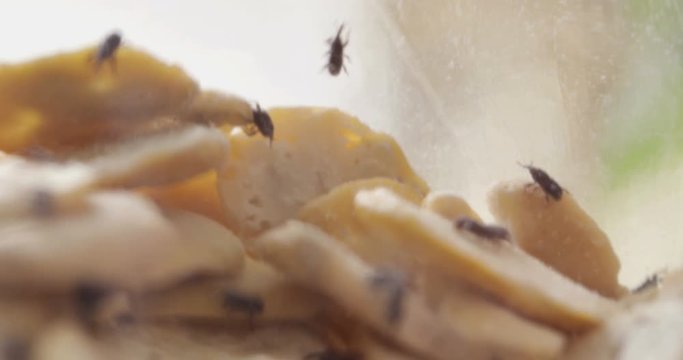  Grain weevil bugs in jar with dry beans, common domestic pest on stored grain food, close-up