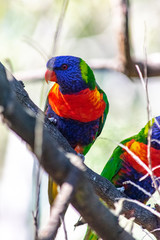 colorful rainbow lorikeet on a branch