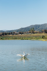 white duck in pool