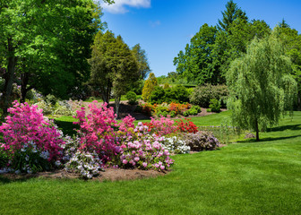 Azaleas and rhodendrons flowering in a park setting.