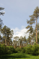 Fototapeta na wymiar Small clearing in pine forest