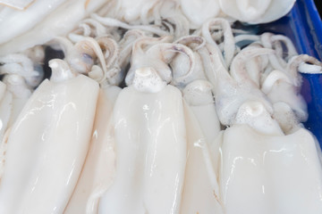 Fresh squid from fresh sea
