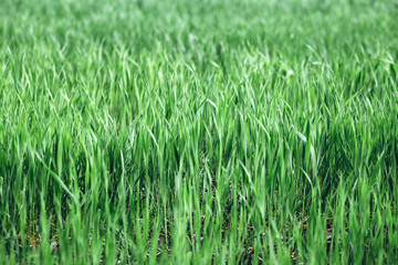 Green rye in field on a sunny day, Europa