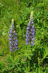 Blooming lupines on the meadow