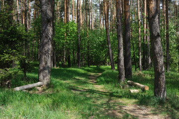 Footpath in pine forest, spring time