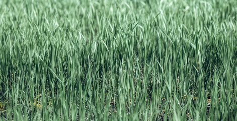 Obraz premium Green rye in field on a sunny day, Europa