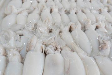 Fresh squid from fresh sea