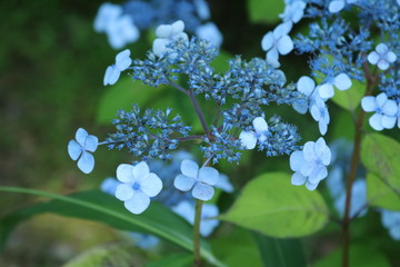 blue flowers in the garden
