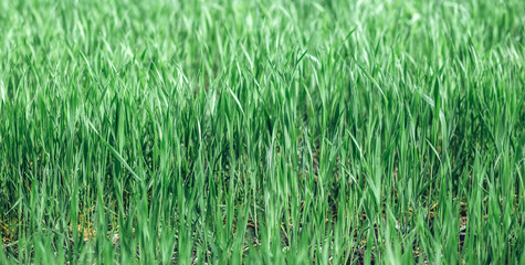 Green rye in field on a sunny day, Europa
