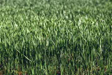 Green rye in field on a sunny day, Europa