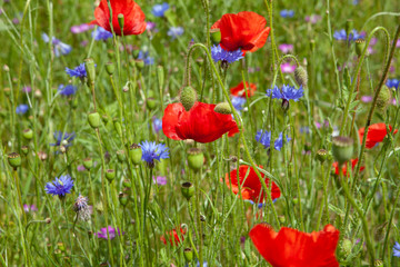 Field of wild flowers. Poppy