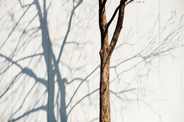 branch tree and shadow on wall
