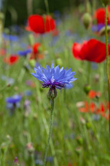 Field of wild flowers. Poppy. Fieldflowers. Cornflower Bachelor's button