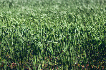 Green rye in field on a sunny day, Europa