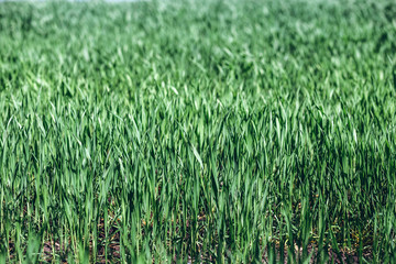 Green rye in field on a sunny day, Europa