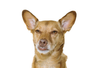 MIXED BREED DOG UNDERBITE WITH FUNNY, BAD, ANGRY, SERIOS EXPRESSION ON FACE. ISOLATED ON WHITE BACKGROUND.