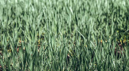 Green rye in field on a sunny day, Europa