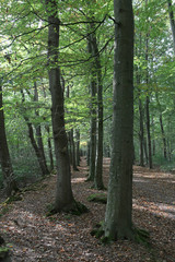 Lane of trees Netherlands Roden Netherlands