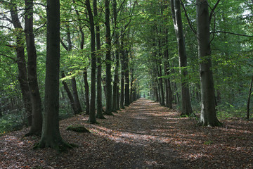 Lane of trees Netherlands Roden Netherlands
