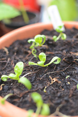Home grown organic spinach seedlings planted in pots growing natural whole food at home