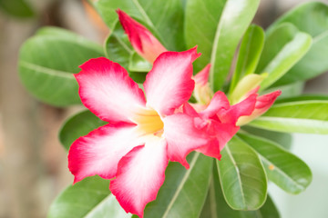 Impala Lily, Pink Bignonia