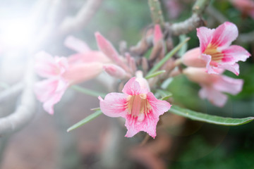Fototapeta na wymiar Beautiful frangipani flowers on a blurred background