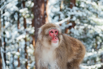 snow monkey in Japan