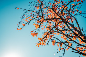 autumn