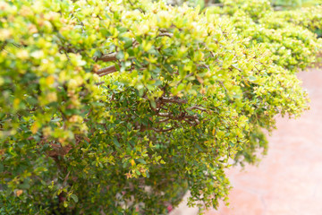 Close up of Fukien tea tree