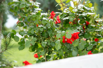 red roses next to a white wooden bench in the park. selective focus