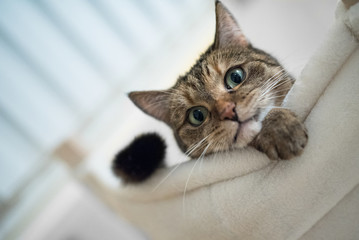 low angle view of a tabby domestic shorthair cat lying on scratching post looking down at camera - Powered by Adobe