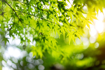 Green maple leaves on the branch with daylight.