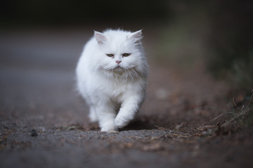 front view of white persian cat walking along footpath in the forest