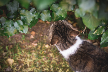 top view of a tabby white british shorthair cat smelling on ivy leaves