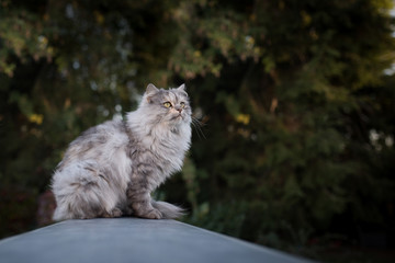Naklejka na ściany i meble persian tortoiseshell cat bird watching on rooftop in garden