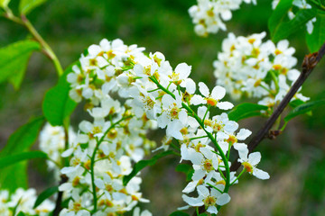 Flowering tree (cherry, apple, pear) in spring. Tree flowers close up