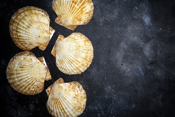 Seashells (ocean shell) on a dark background. The texture of seashells (ocean shell) . Copy space.