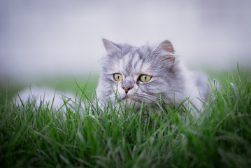 blue tabby persian cat lurking in the grass