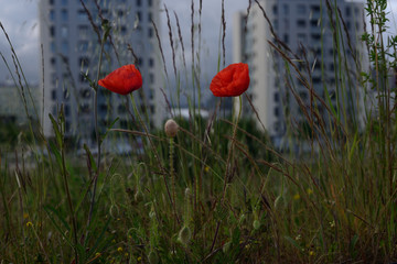 wild poppies in gardens of the neighborhood of Salburua, Vitoria-Gasteiz; Basque Country (Spain)